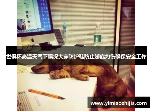 世俱杯高温天气下嗅探犬穿防护鞋防止脚底灼伤确保安全工作